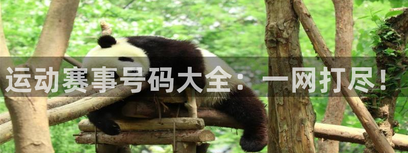 ng28娱乐：运动赛事号码大全：一网打尽！